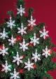 Holiday Beaded Ornament Kit Mini Snowflakes 2 inch Makes 24