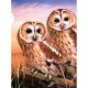 Junior Small Paint By Number Kit 8.75 inch X11.75 inch Tawny Owls