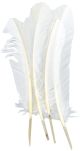 Turkey Quill Feathers 4 Per Pkg White