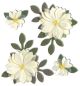 Jolee s Boutique Dimensional Stickers Vanilla Flow