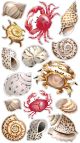 Sticko StickersShells and Crabs