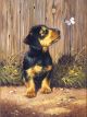 Junior Small Paint By Number Kit 8.75 Inch X11.75 Inch Dachshund Puppy