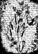 Tim Holtz Cling Stamp 2.5 Inch X3.5 Inch Flutter