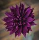 Extra Fine Crepe Paper 19.6Inch X78.7Inch Aubergine