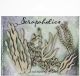 Scrapaholics Laser Cut Chipboard 1.8mm Thick Sea Foliage 2 5 Per Pkg 1 Inch 4 Inch