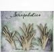 Scrapaholics Laser Cut Chipboard 1.8mm Thick Cattails 3 Per Pkg 1.5 inch 3 inch 