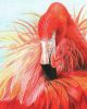 Color Pencil By Number Kit 8.75 Inch X11.75 Inch Flamingo