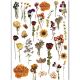 Dress My Craft Transfer Me Sheet A4 Dry Flowers