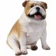 Bulldog Fawn small size