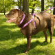 COASTAL Comfort Wrap Harness 1 x 26 38in Orchid