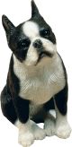 Dogs Boston Terrier