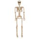 Seasons Crazy Bonez Posable Skeleton Decoration 36 inch