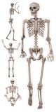 Seasons Pose N Stay Skeleton