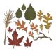 Sizzix Thinlits Dies By Tim Holtz Fall Foliage