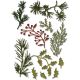 Sizzix Tim Holtz Alterations Mini Holiday Greens Thinlits Die 1pack 11piece
