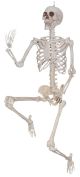 Sunstar 60 Inch Posable Skeleton