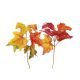 Fall Leaf Picks Maple Leaves 2 Assorted