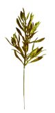 Pick Olive Leaf Glitter Gold 15.5 Inch Window Box