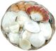 Coco Midrib Sea Shell Basket 6 Inches Natural