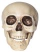 Realistic Skull 4 Inches