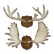 Sizzix Tim Holtz Trophy Antlers Bigz Die 1 pack 1 piece