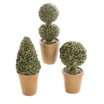 Fairy Garden Plants: Potted Shrubs And Topiaries Assorted